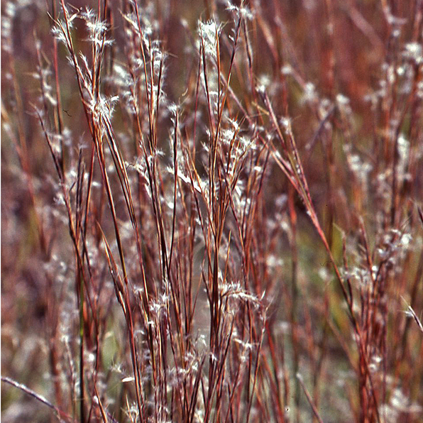 LITTLE BLUESTEM